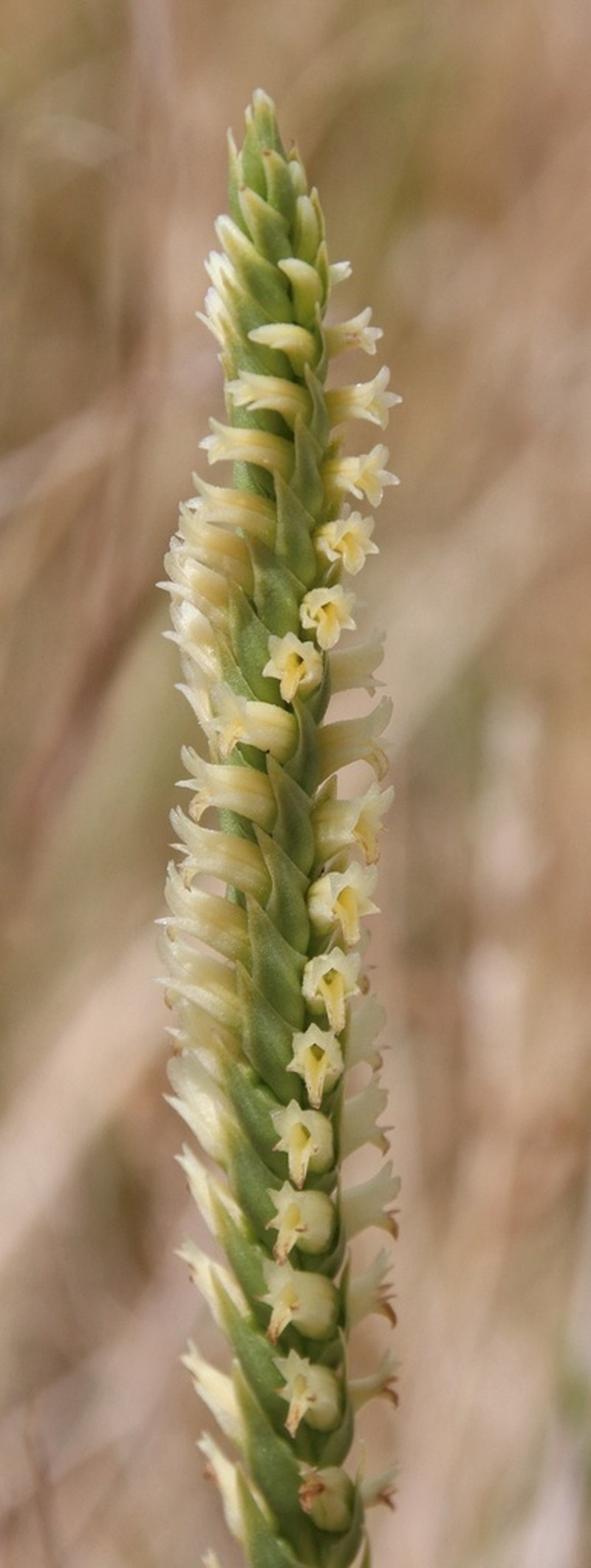 Ash Meadows Lady's Tresses