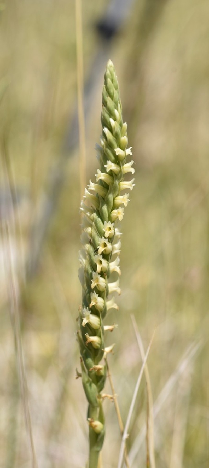 Ash Meadows Lady's Tresses photo 2