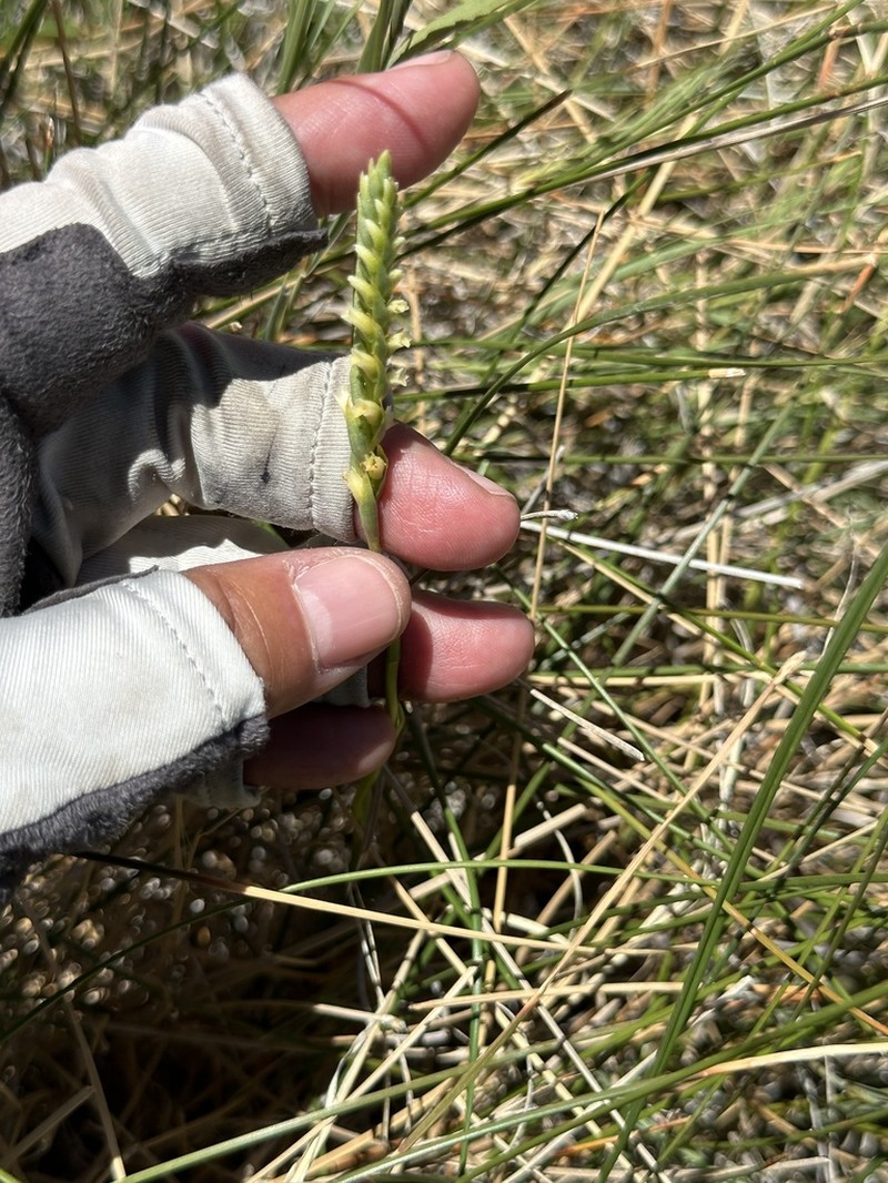 Ash Meadows Lady's Tresses photo 4