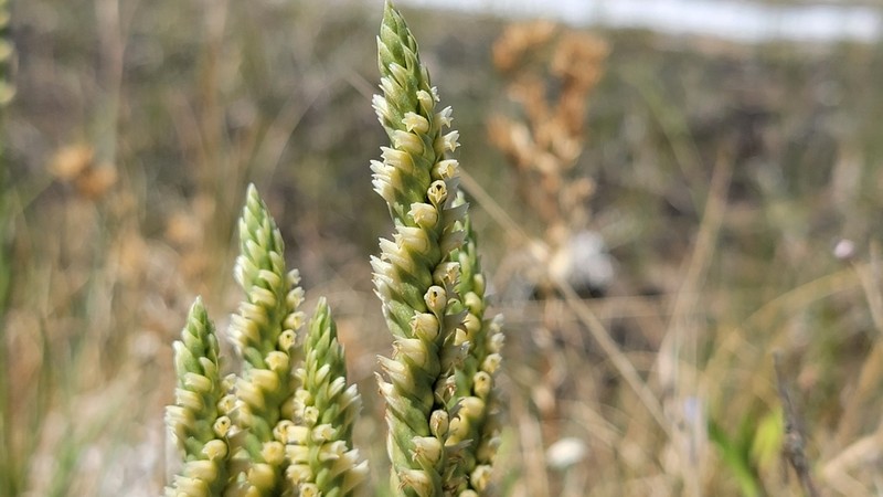 Ash Meadows Lady's Tresses photo 5