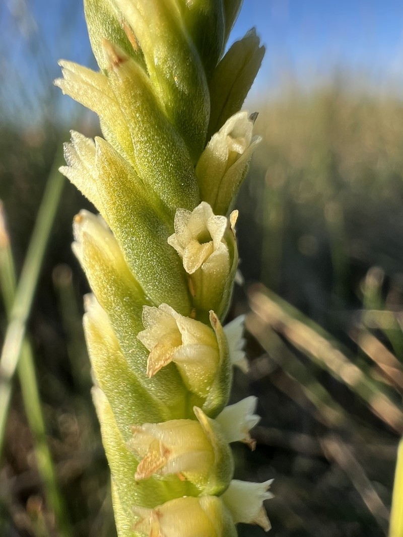 Ash Meadows Lady's Tresses photo 6