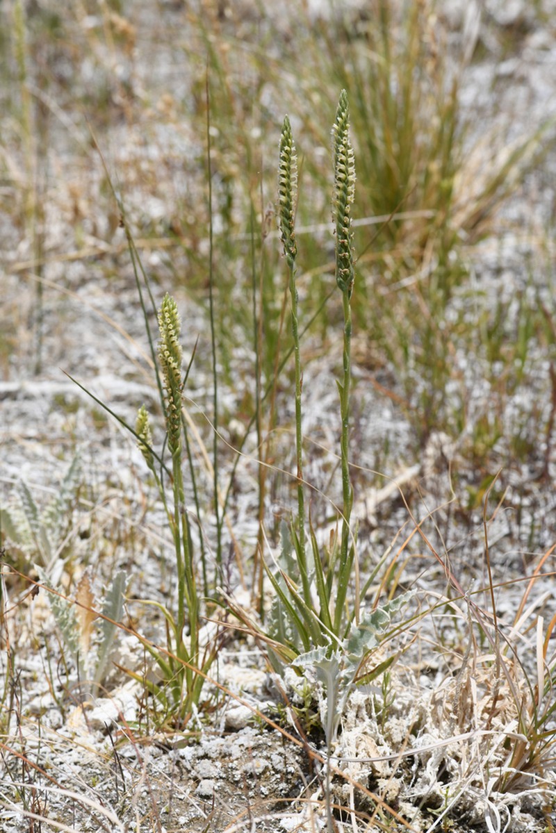 Ash Meadows Lady's Tresses photo 7