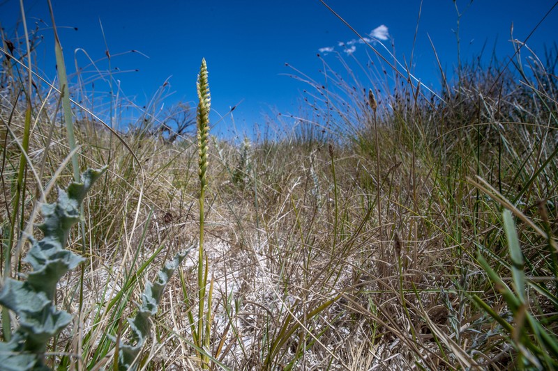 Ash Meadows Lady's Tresses photo 8