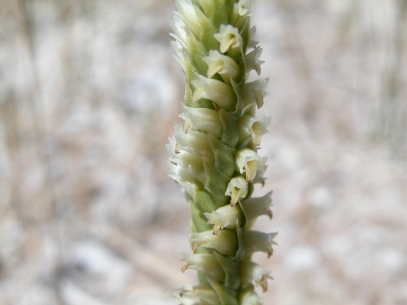 Ash Meadows Lady's Tresses