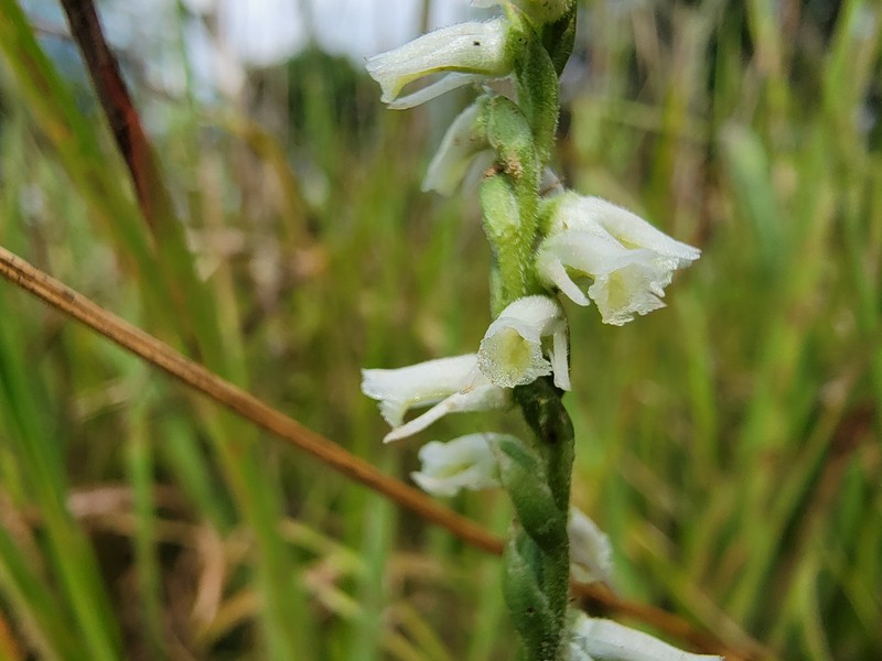 Lady's Tresses photo 2