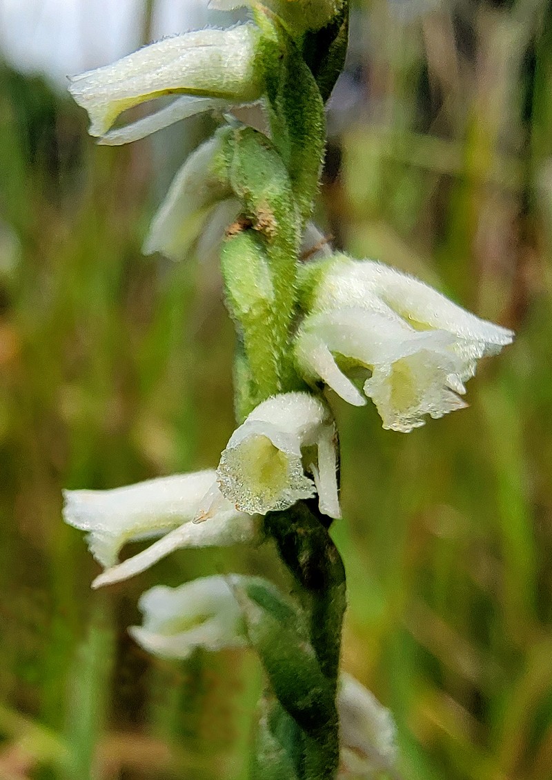 Lady's Tresses photo 3