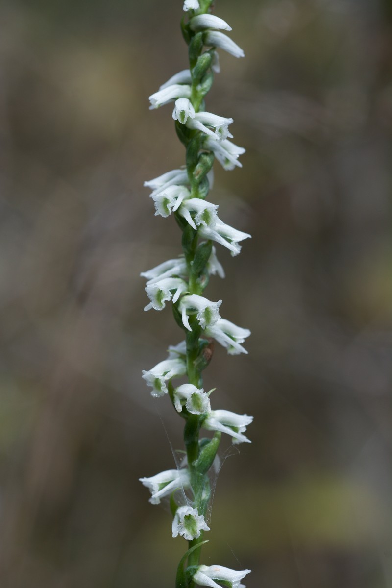 Northern Slender Lady's Tresses