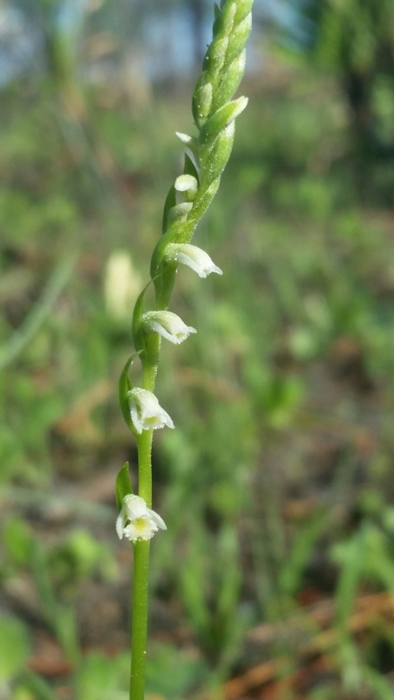 Northern Slender Lady's Tresses photo 2