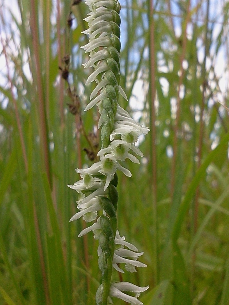 Northern Slender Lady's Tresses photo 3