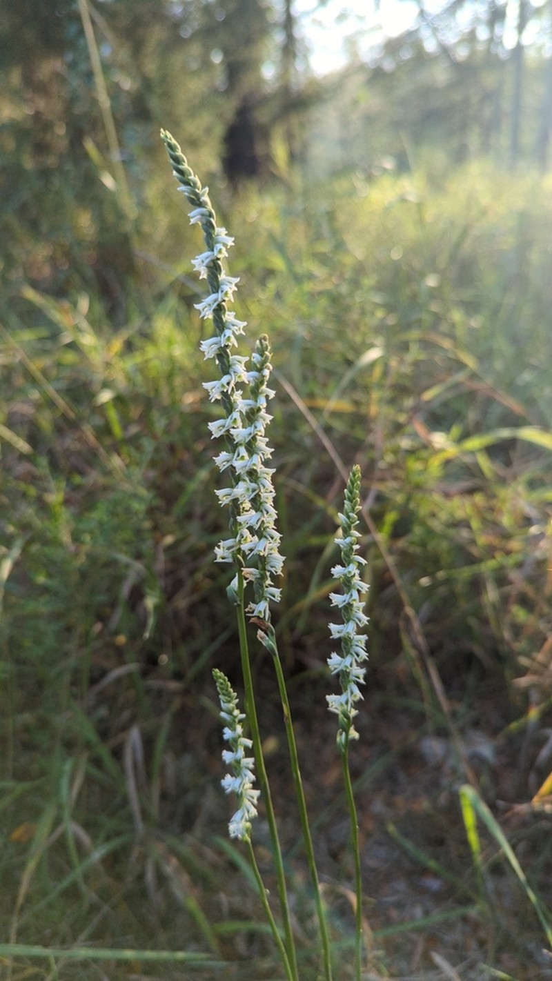 Northern Slender Lady's Tresses photo 4
