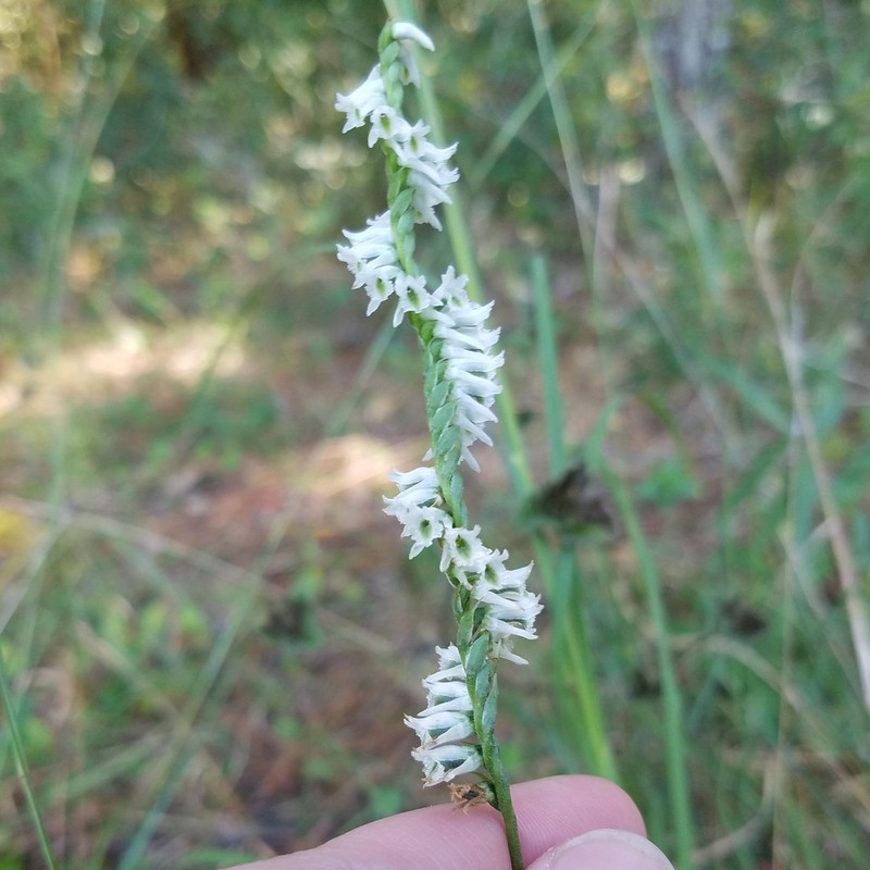 Northern Slender Lady's Tresses photo 5