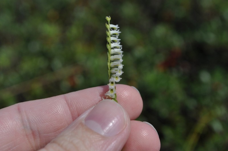 Northern Slender Lady's Tresses photo 6