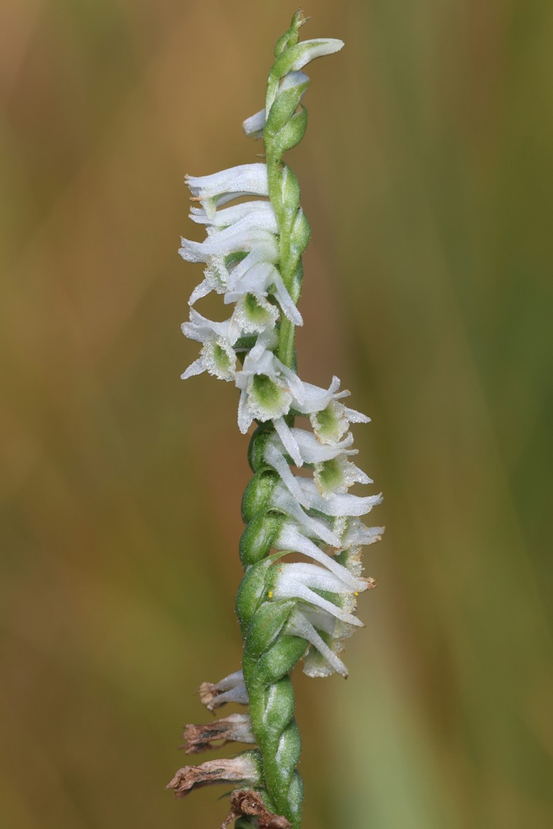 Northern Slender Lady's Tresses photo 7