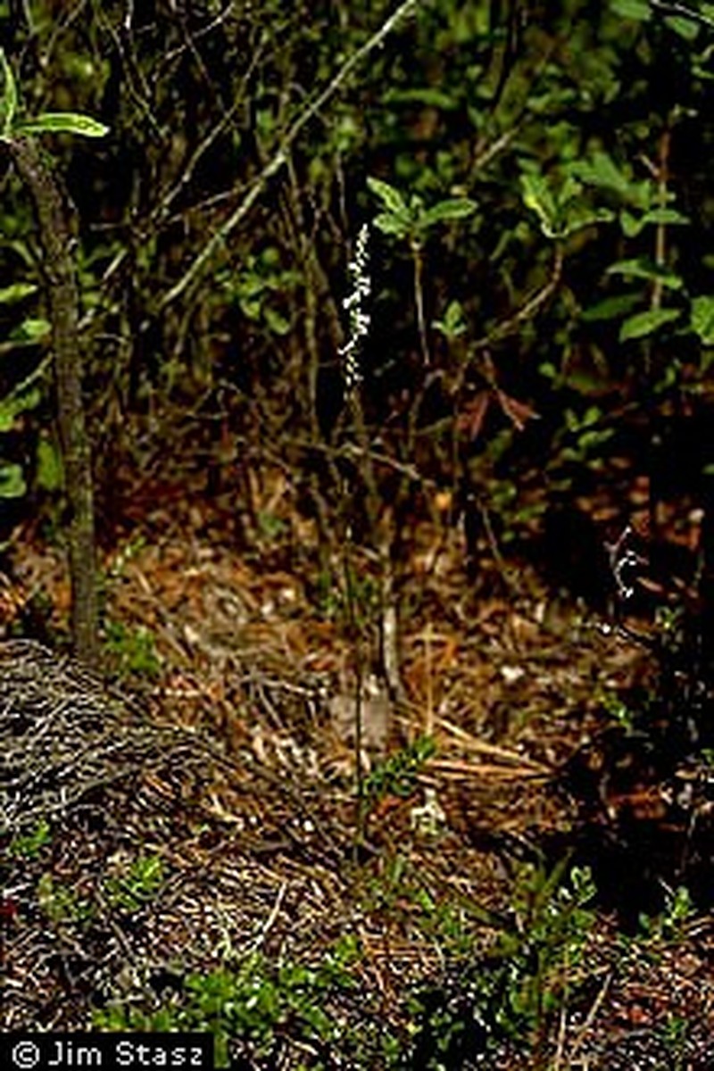 Northern Slender Lady's Tresses