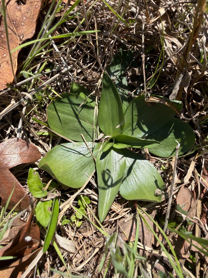 Spiranthes lacera var. gracilis