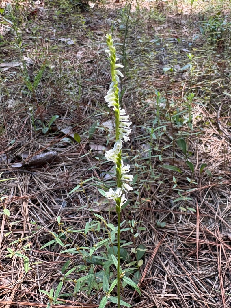 Spiranthes lacera var. gracilis photo 2