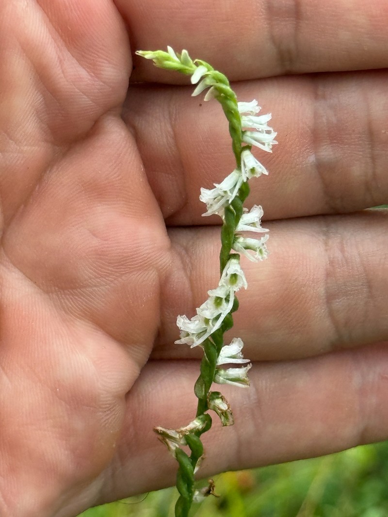 Spiranthes lacera var. gracilis photo 3
