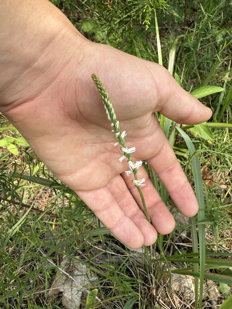 Spiranthes lacera var. gracilis photo 4