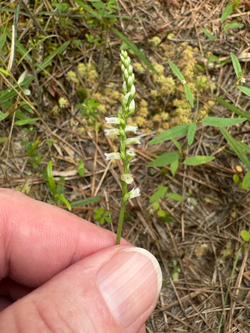 Spiranthes lacera var. gracilis photo 5