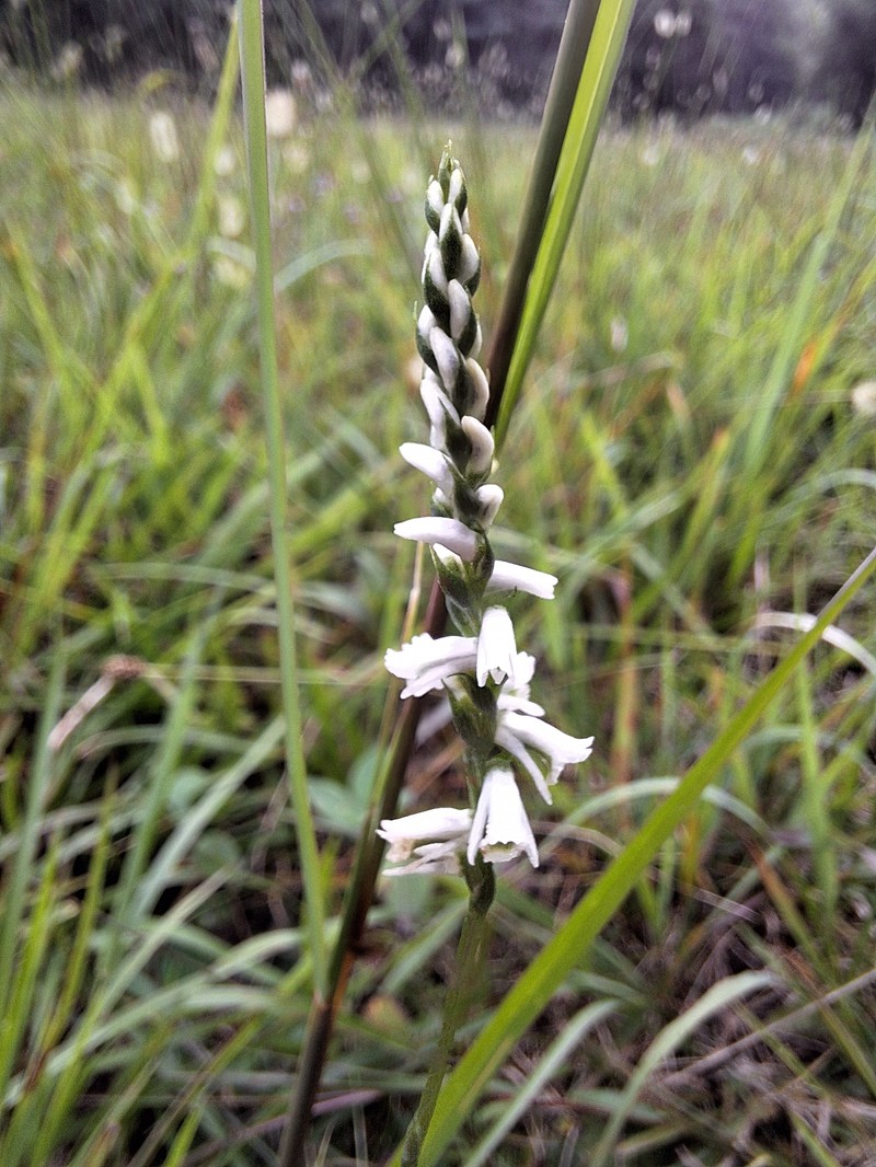 Spiranthes lacera var. gracilis photo 6
