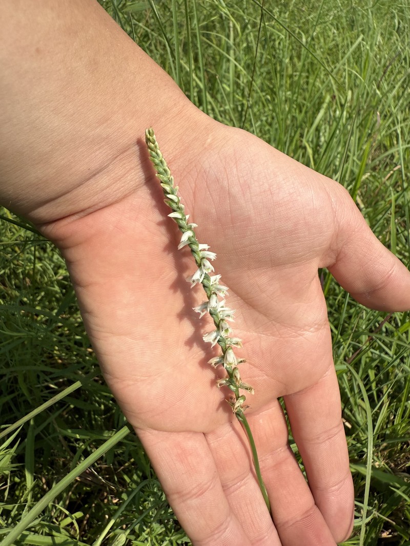 Spiranthes lacera var. gracilis photo 7