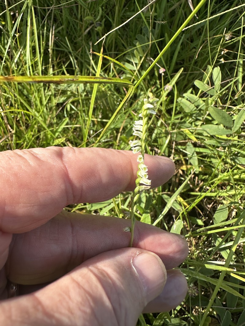 Spiranthes lacera var. lacera