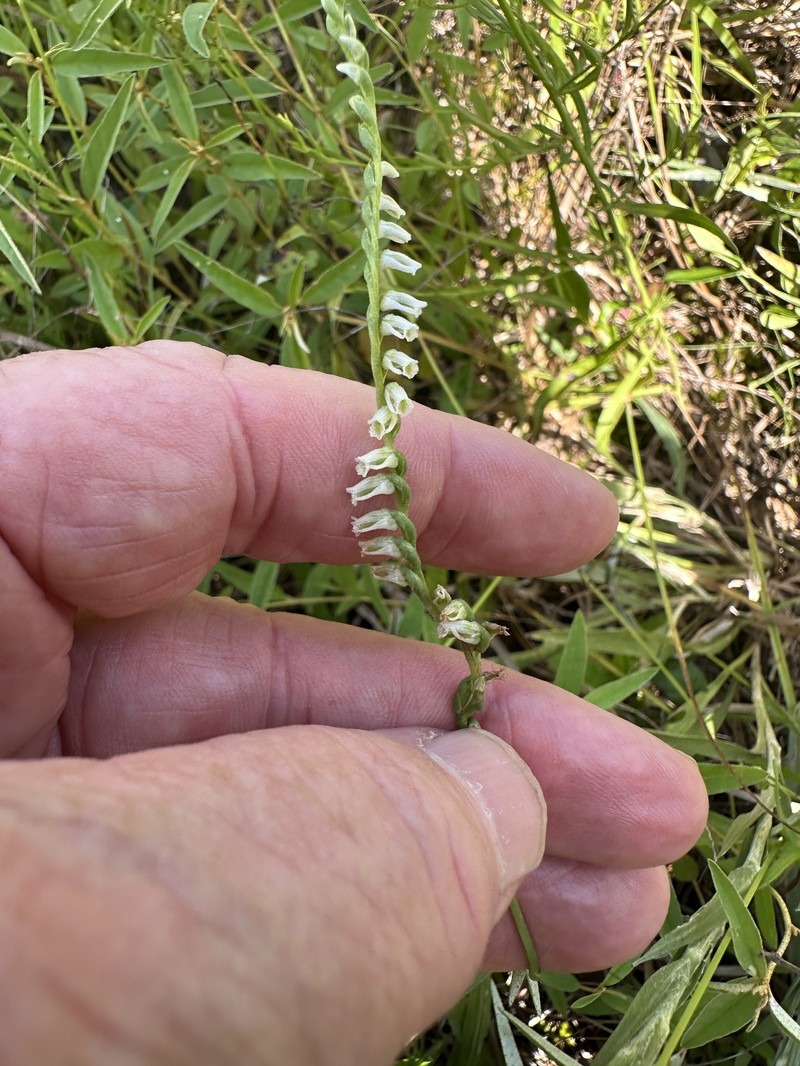 Spiranthes lacera var. lacera photo 2