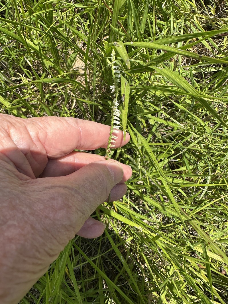 Spiranthes lacera var. lacera photo 3