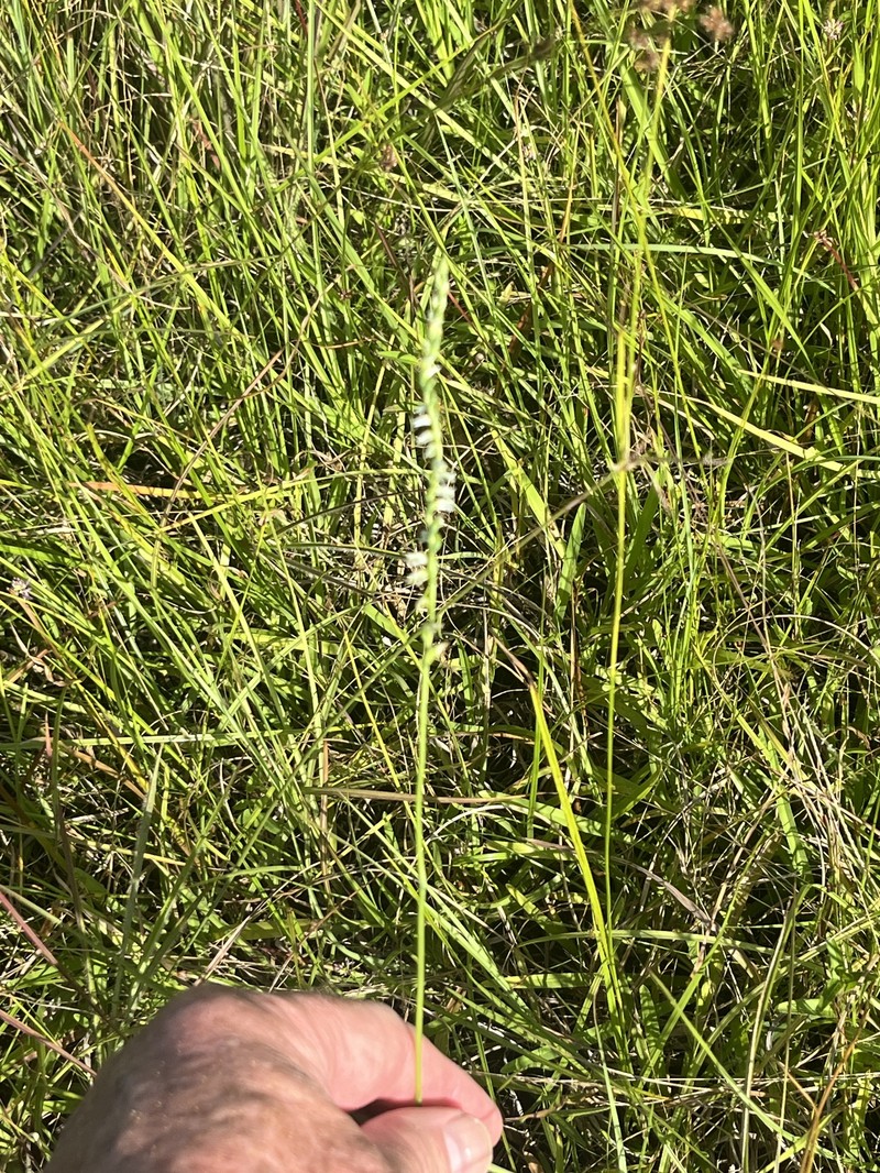 Spiranthes lacera var. lacera photo 4