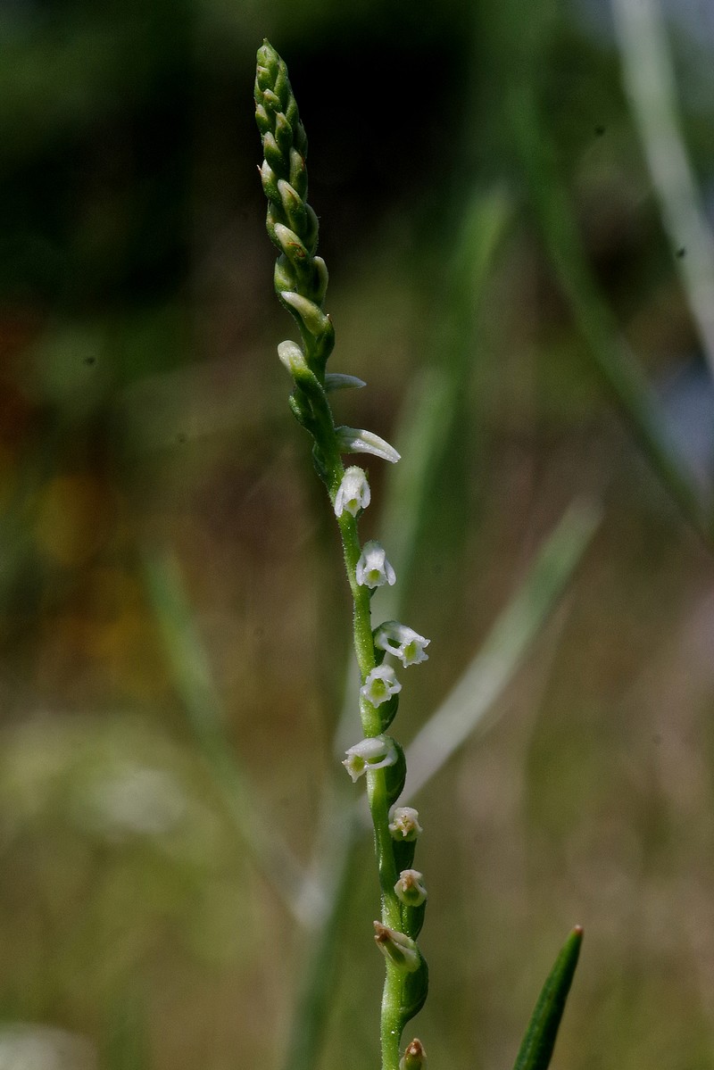 Spiranthes lacera var. lacera photo 5