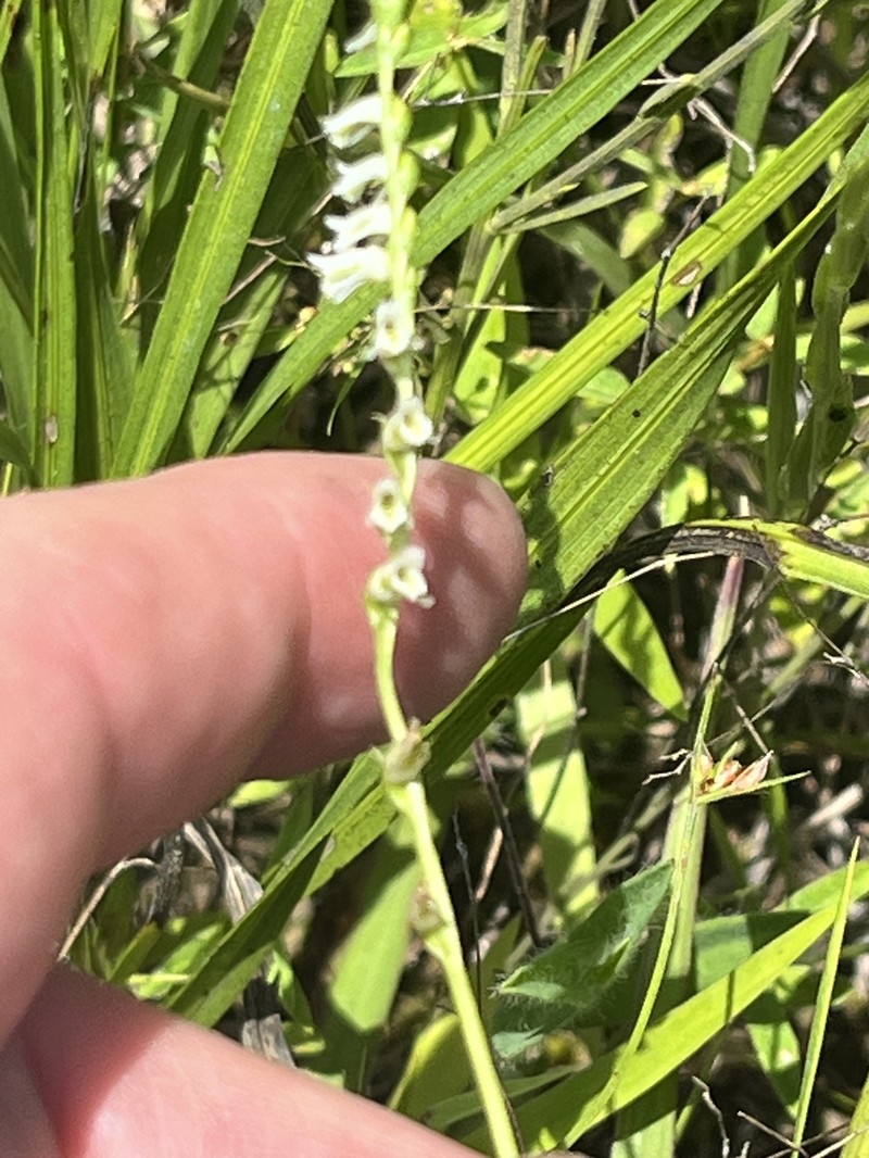 Spiranthes lacera var. lacera photo 7