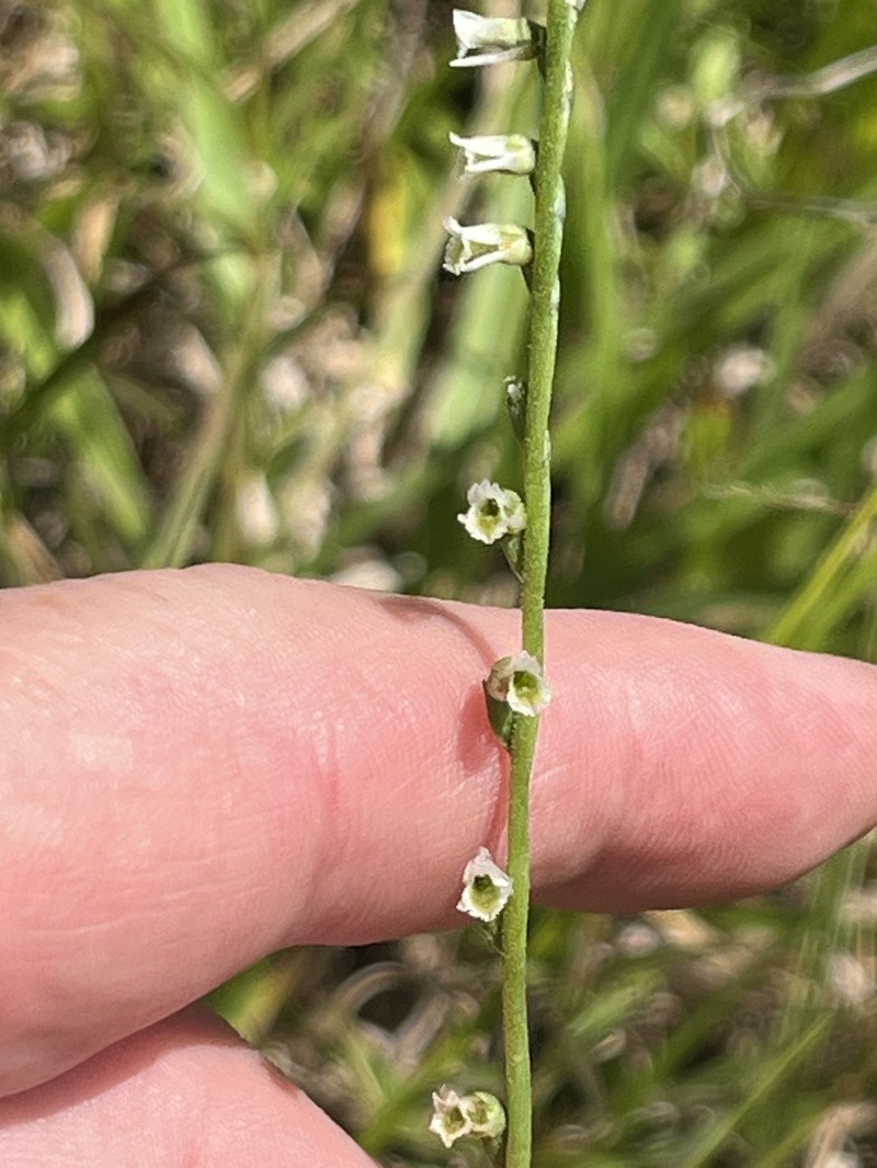 Spiranthes lacera var. lacera photo 8
