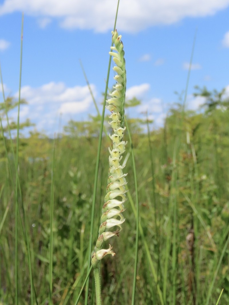 Lacelip Lady's Tresses photo 3