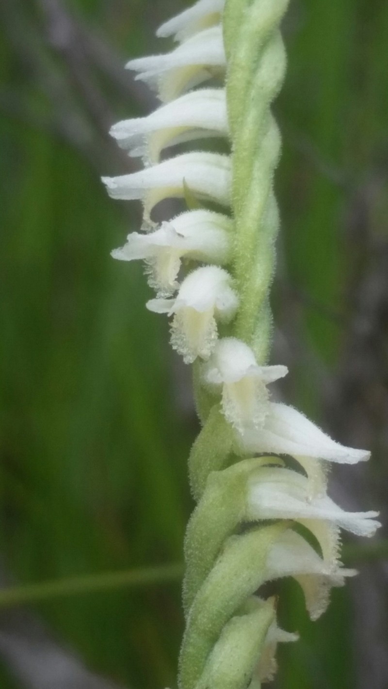 Lacelip Lady's Tresses photo 4