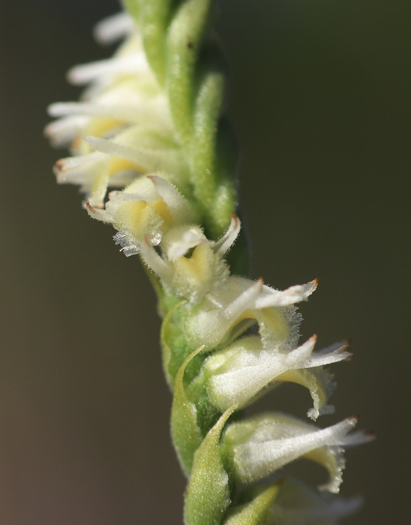 Lacelip Lady's Tresses photo 5