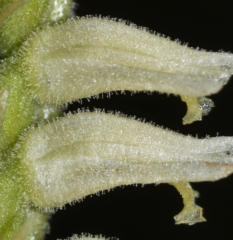 Lacelip Lady's Tresses photo 6