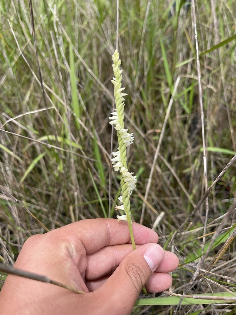 Lacelip Lady's Tresses photo 7