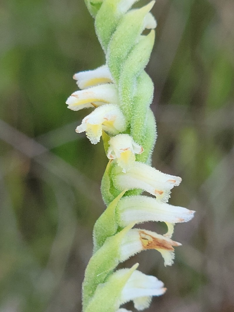 Lacelip Lady's Tresses photo 8
