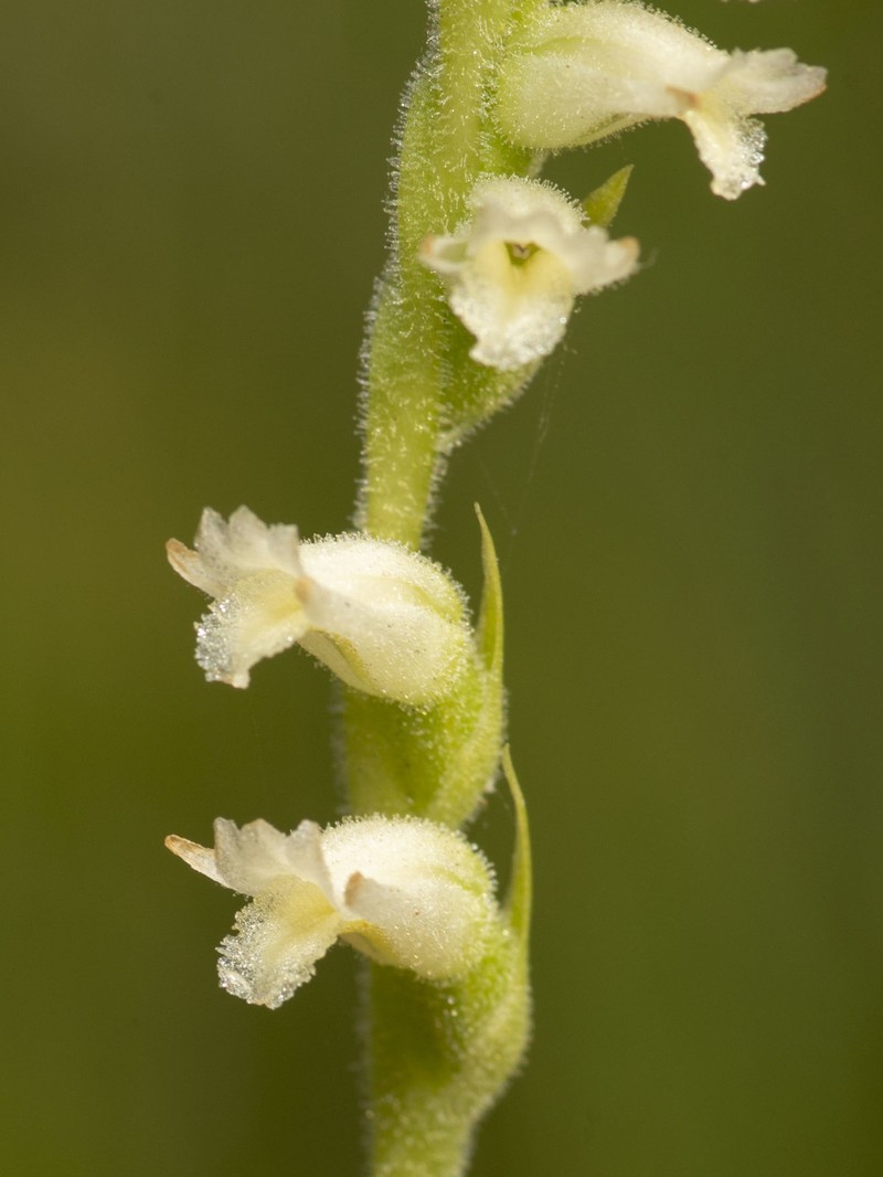 Lacelip Lady's Tresses