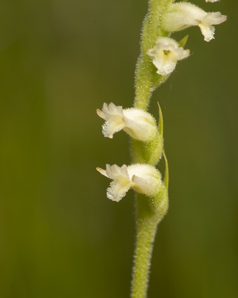 Lacelip Lady's Tresses photo 2