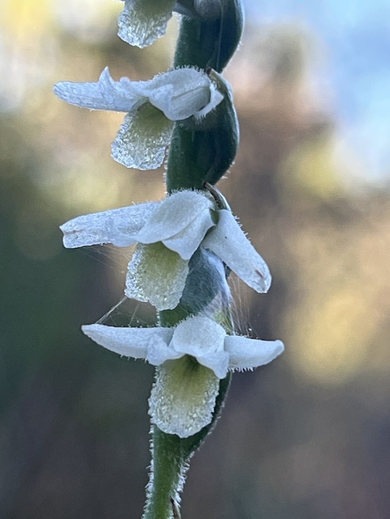 Giantspiral Lady's Tresses photo 3