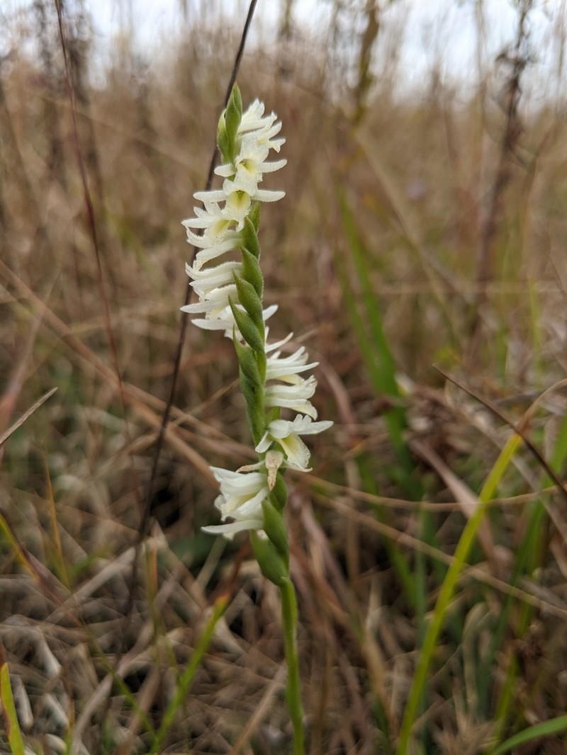 Giantspiral Lady's Tresses photo 4