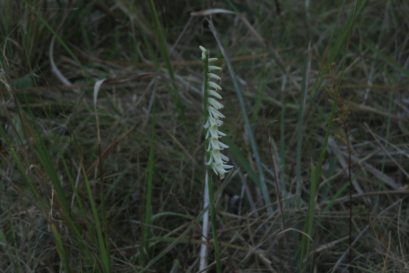 Giantspiral Lady's Tresses photo 5