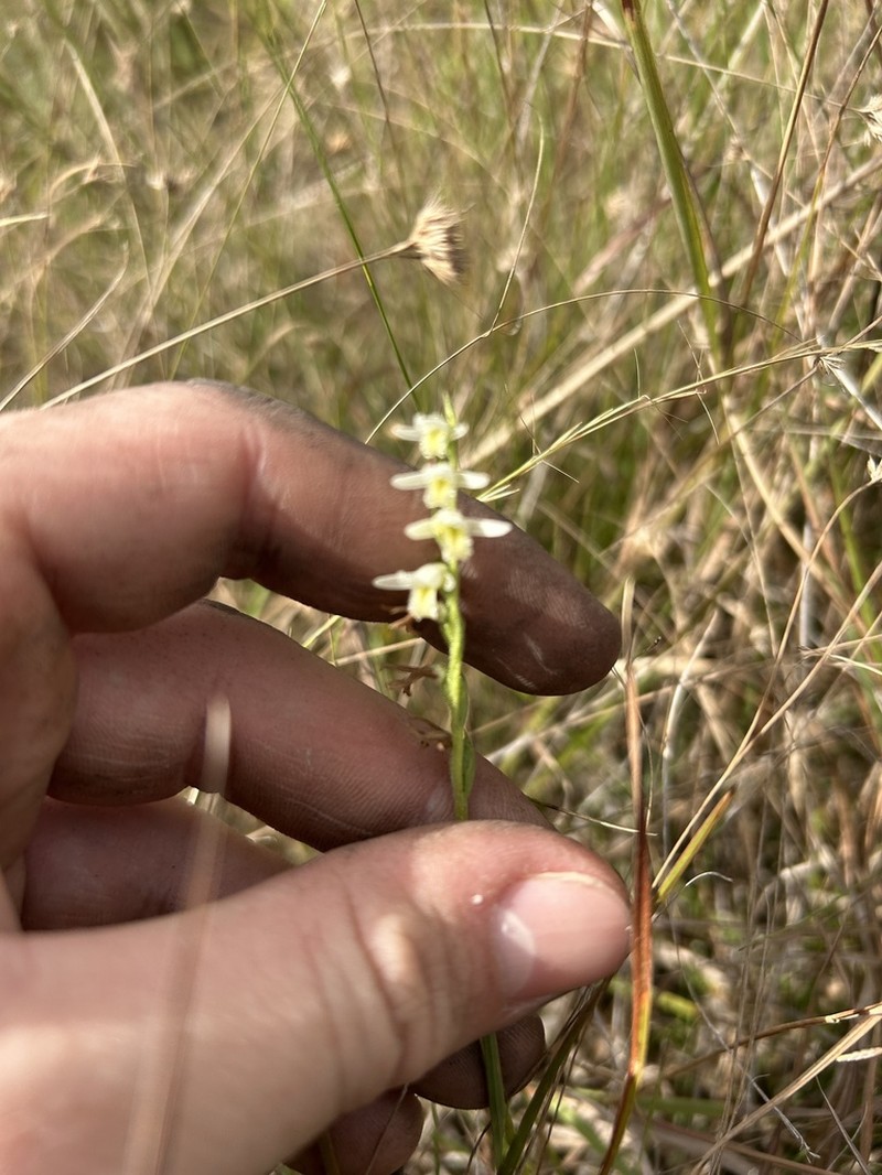 Giantspiral Lady's Tresses photo 6