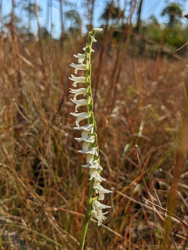 Giantspiral Lady's Tresses photo 7