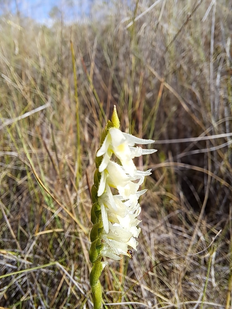 Giantspiral Lady's Tresses photo 8