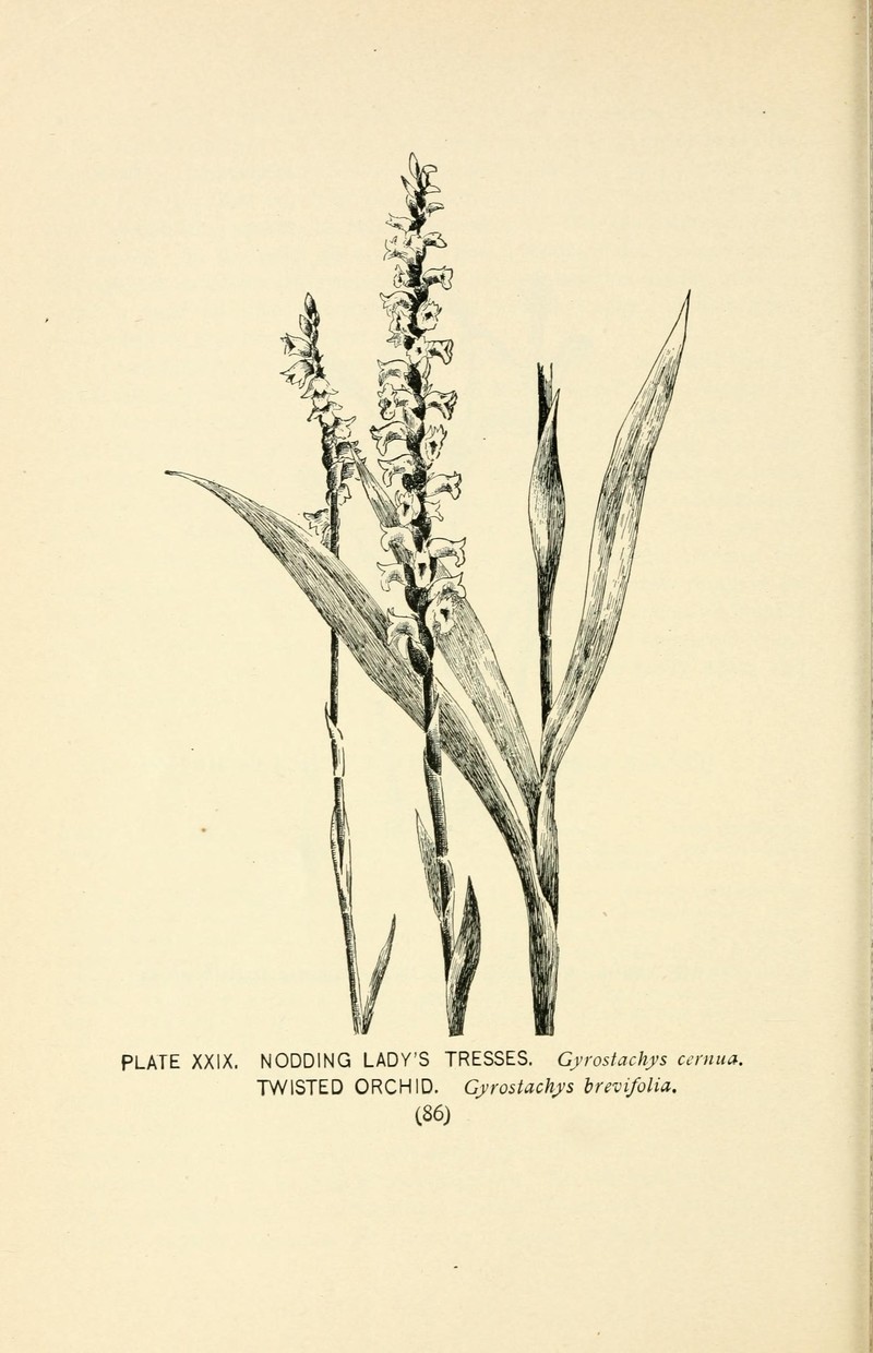 Giantspiral Lady's Tresses photo 4