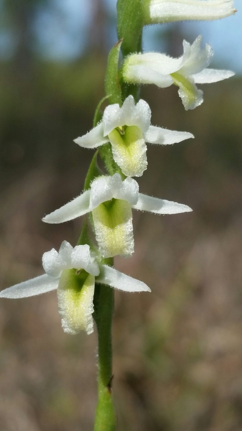 Giantspiral Lady's Tresses photo 2
