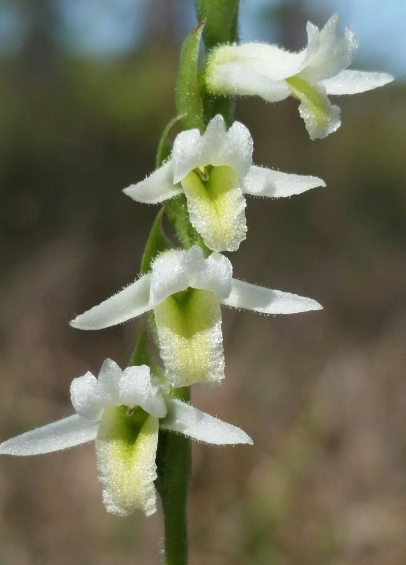 Giantspiral Lady's Tresses
