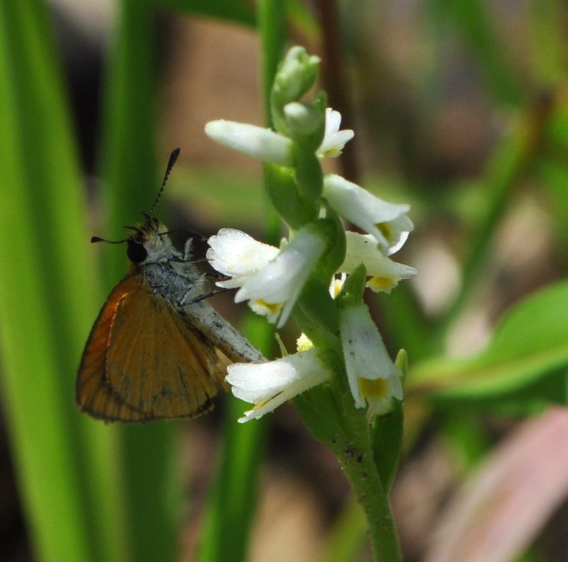 Shining Lady's Tresses photo 5